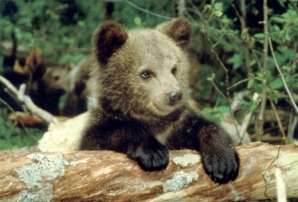 Russian bear cub